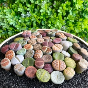 Lithops DIY Large Random Mix - Rare Live Succulents Bare Root