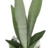 Moon Shine Snake Plant - 4" Pot with Decorative Cover - Hardy Sansevieria