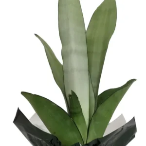 Moon Shine Snake Plant - 4" Pot with Decorative Cover - Hardy Sansevieria