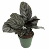 Pin Stripe Prayer Plant - Calathea ornata - Tropical 4" Pot