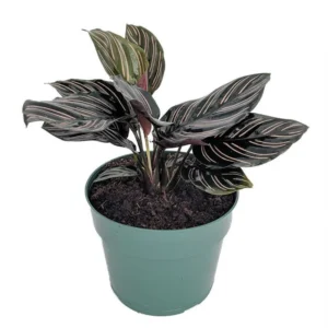 Pin Stripe Prayer Plant - Calathea ornata - Tropical 4" Pot