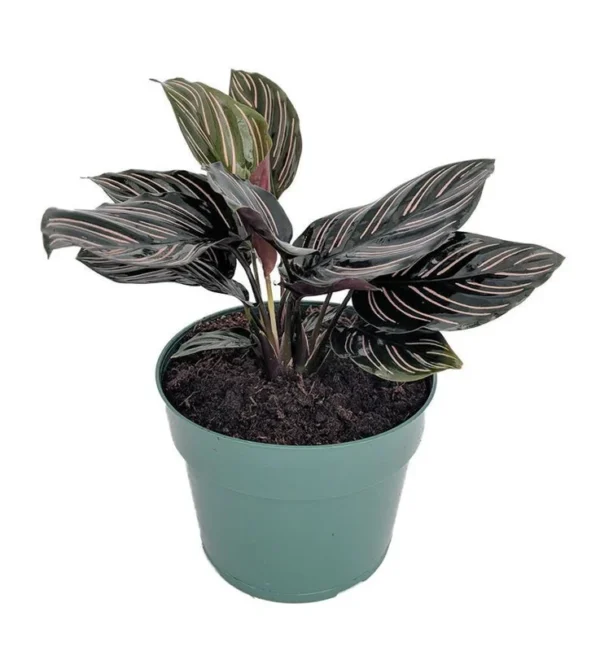 Pin Stripe Prayer Plant - Calathea ornata - Tropical 4" Pot