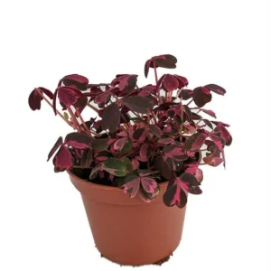 Plum Crazy Shamrock - Oxalis - 2.5" Pot - Edible Fairy Garden Plant