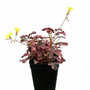 Plum Crazy Shamrock - Oxalis - 2.5