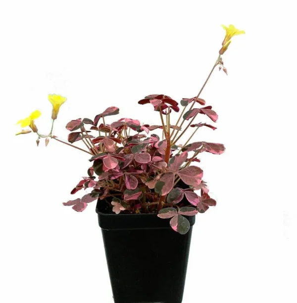 Plum Crazy Shamrock - Oxalis - 2.5" Pot - Edible Fairy Garden Plant