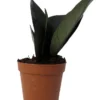 Rare Black Raven ZZ Plant - 2" Pot - Easy-Care Indoor Houseplant