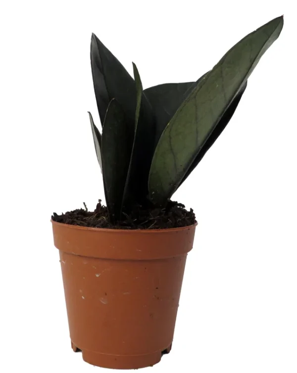 Rare Black Raven ZZ Plant - 2" Pot - Easy-Care Indoor Houseplant