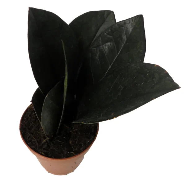 Rare Black Raven ZZ Plant - 2" Pot - Easy-Care Indoor Houseplant