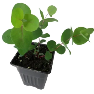 Red Box Eucalyptus - 4" Pot - Evergreen for Indoors or Outdoors