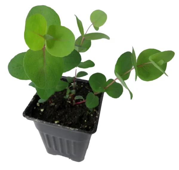 Red Box Eucalyptus - 4" Pot - Evergreen for Indoors or Outdoors