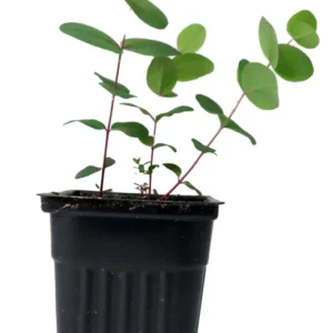 Red Box Eucalyptus - 4" Pot - Evergreen for Indoors or Outdoors