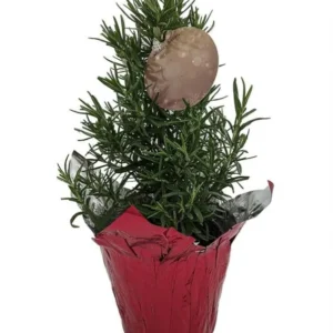 Rosemary Christmas Tree - 4