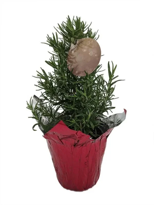 Rosemary Christmas Tree - 4" Pot - Gift Tag & Pot Cover