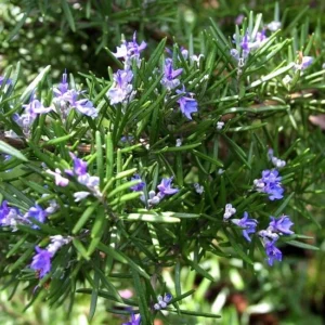 Rosemary Christmas Tree - 4