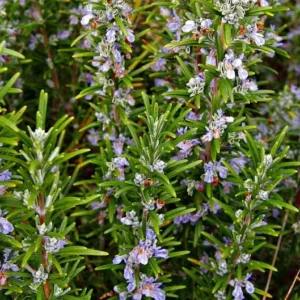 Rosemary Christmas Tree - 4