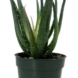 Solar Flare Aloe Plant - Variegated Succulent - 4" Pot