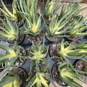 Solar Flare Aloe Plant - Variegated Succulent - 4" Pot