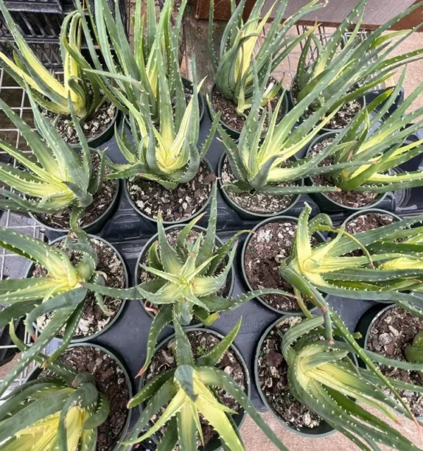 Solar Flare Aloe Plant - Variegated Succulent - 4" Pot