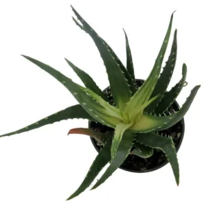 Solar Flare Aloe Plant - Variegated Succulent - 4