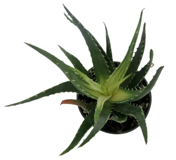 Solar Flare Aloe Plant - Variegated Succulent - 4" Pot