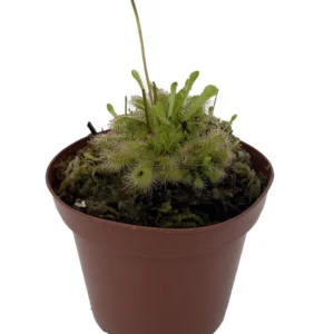 Spoon Sundew Plant - Carnivorous Drosera spathulata - 3" Pot