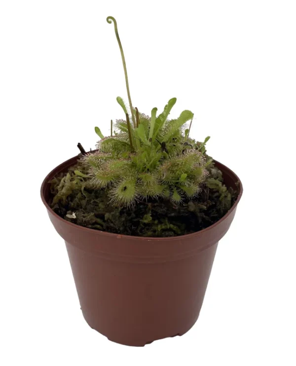 Spoon Sundew Plant - Carnivorous Drosera spathulata - 3" Pot