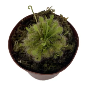 Spoon Sundew Plant - Carnivorous Drosera spathulata - 3" Pot