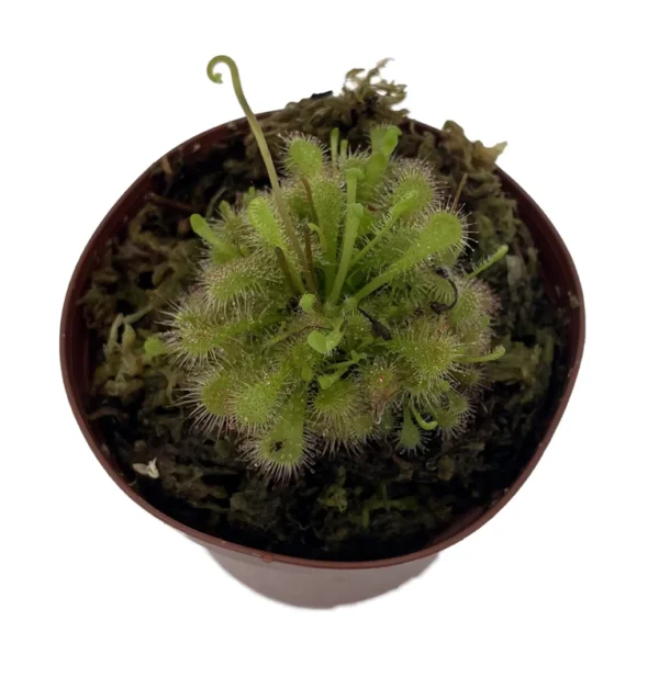 Spoon Sundew Plant - Carnivorous Drosera spathulata - 3" Pot