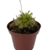 Spoonleaf Sundew Plant - Drosera spathulata - 3" Pot - Carnivorous