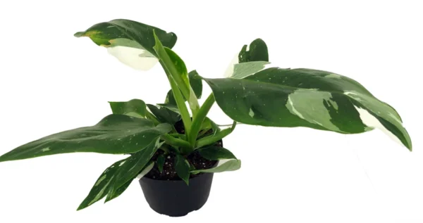 Sublime Dieffenbachia House Plant - 4" Pot - Exotic Tropical Foliage