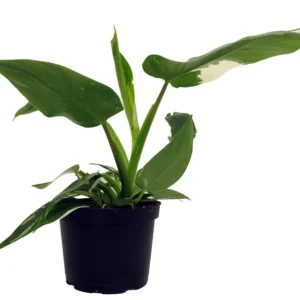 Sublime Dieffenbachia House Plant - 4" Pot - Exotic Tropical Foliage