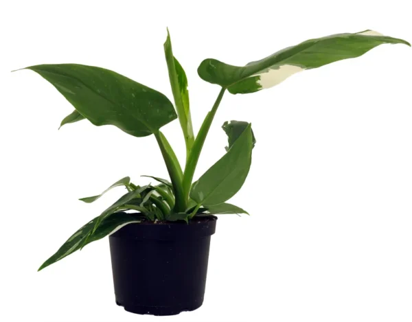 Sublime Dieffenbachia House Plant - 4" Pot - Exotic Tropical Foliage