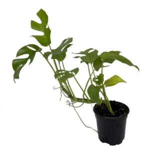 Ultra Rare Ginny Philodendron - Mini Monstera - 4" Pot