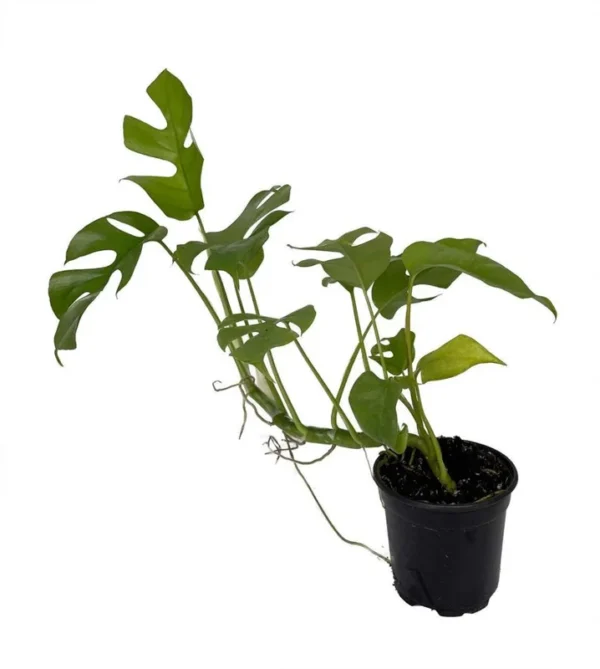 Ultra Rare Ginny Philodendron - Mini Monstera - 4" Pot