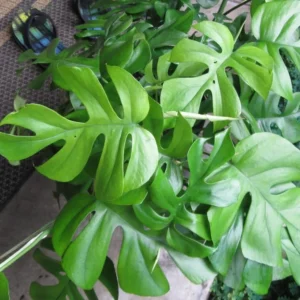 Ultra Rare Ginny Philodendron - Mini Monstera - 4" Pot