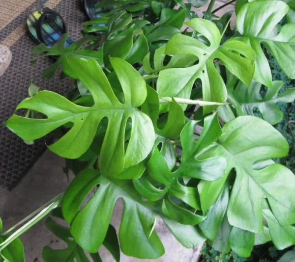 Ultra Rare Ginny Philodendron - Mini Monstera - 4" Pot