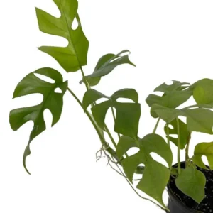 Ultra Rare Ginny Philodendron - Mini Monstera - 4