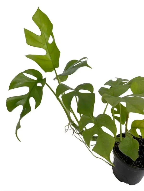 Ultra Rare Ginny Philodendron - Mini Monstera - 4" Pot